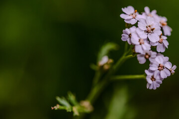 Fototapeta premium Schöne lila Blüten in der Natur, aufgenommen bei Tageslicht mit sanften Grüntönen im Hintergrund