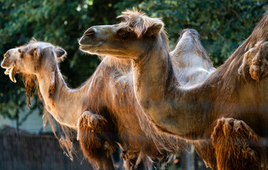 Bactrian camels side by side in warm light, close view