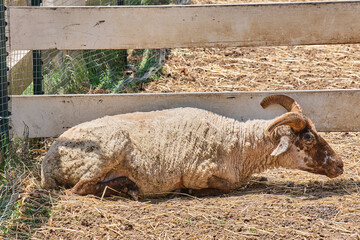 Fototapeta premium Close up of a goat laying down