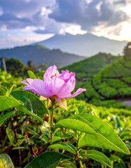 Lavender Bloom in Tea Plantation - A Serene Mountain Vista.