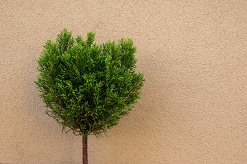 Small green tree against beige wall
Minimalist photo of a green ornamental bush on a textured beige wall background.
