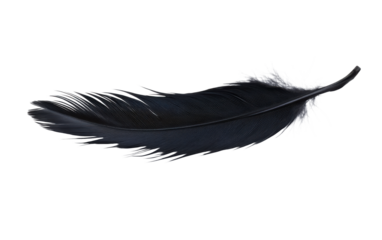 Black feather on white background.png