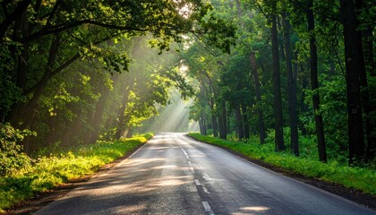Sunlit Road Through a Lush Green Forest Canopy.