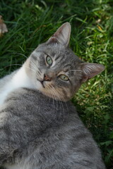 European Cat
Cat Breed
A breed of short-haired domestic cat that was developed by European breeders and cat lovers in the mid-20th century.