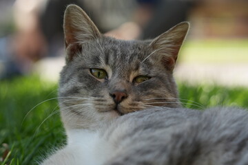 European Cat
Cat Breed
A breed of short-haired domestic cat that was developed by European breeders and cat lovers in the mid-20th century.