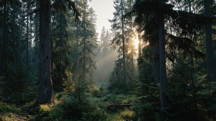 Obraz premium Dense evergreen forest landscape soft sunlight filtering through trees tranquil atmosphere ideal for relaxation and meditation