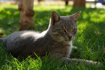 European Cat
Cat Breed
A breed of short-haired domestic cat that was developed by European breeders and cat lovers in the mid-20th century.