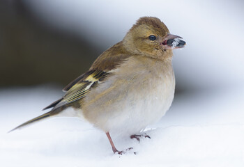 Female common chaffinch (Fringilla coelebs) feeding on sunflower seeds through very harsh winter spell