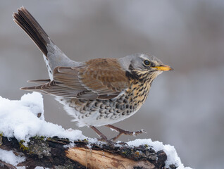 Fieldfare (turdus pilaris) straddling on snowy branch in cold winter 