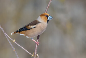 Colorful male hawfinch (Coccothraustes coccothraustes) posing in his beauty on a small branch in early spring 