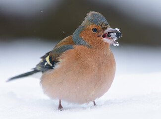 Male common chaffinch (Fringilla coelebs) feeding on sunflower seeds through very harsh winter cold