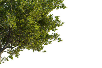 Acer monspessulanum tree corner view, cutout, transparent background, isolate, Lush green oak tree branches with detailed leaves and bark texture