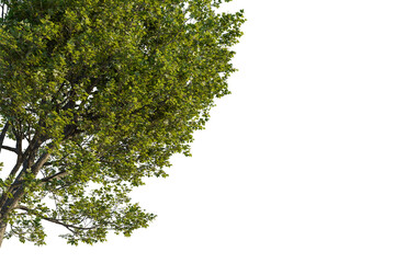 Acer monspessulanum tree corner view, cutout, transparent background, isolate, Lush green tree foliage with textured bark, perfect for nature scenes