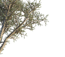 Alluaudia comosa tree corner view, cutout, transparent background, isolate, Detailed tree branches with leaves, perfect for natural scene compositing © DH Tree Stock