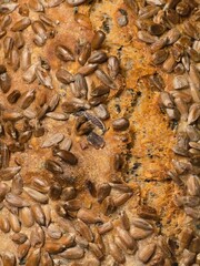 An extreme close-up of baked bread crust heavily covered in a dense layer of toasted sunflower seeds, highlighting a rough, golden-brown texture.