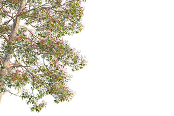 Brachychiton acerifolius tree corner view, cutout, transparent background, isolate, Vibrant tree branches with green leaves and red berries, perfect for nature designs