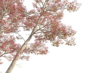 Brachychiton acerifolius tree corner view, cutout, transparent background, isolate, Vibrant flowering tree branch bursts with red blossoms and green leaves
