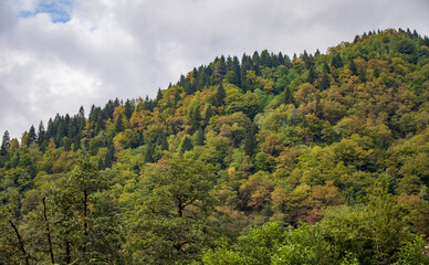 So called curly mountain covered with trees. Nature