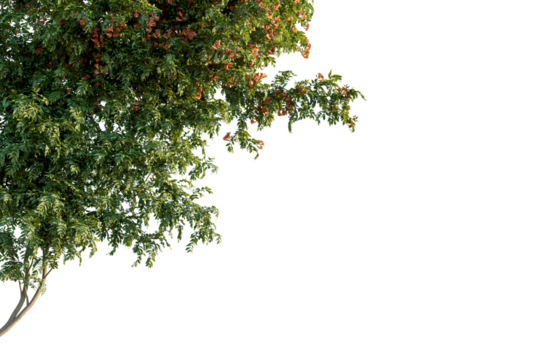 Campsis grandiflora tree corner view, cutout, transparent background, isolate, Lush green tree branches with delicate orange flowers bloom vibrantly