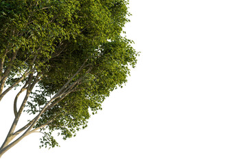 Fagus longipetiolata tree corner view, cutout, transparent background, isolate, Lush green tree branches with vibrant foliage and textured bark