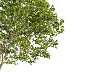 Obraz premium Firmiana simplex tree corner view, cutout, transparent background, isolate, Lush green tree branches with leaves and seed pods, perfect for nature scenes