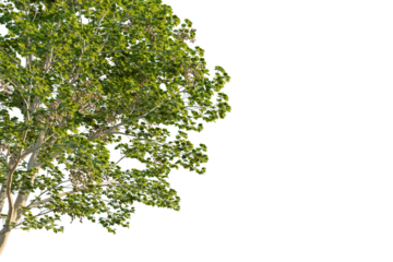 Firmiana simplex tree corner view, cutout, transparent background, isolate, Lush green tree branches with leaves and seed pods, perfect for nature scenes