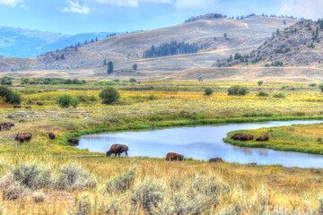 American Bison Grazing in Fall at Yellowstone National Park. Buffalo in Pasture.