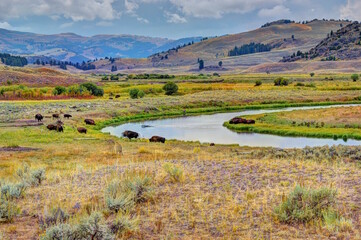 American Bison Grazing in Fall at Yellowstone National Park. Buffalo in Pasture.