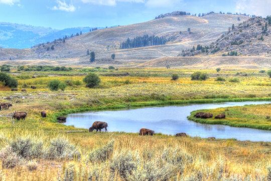 American Bison Grazing in Fall at Yellowstone National Park. Buffalo in Pasture.