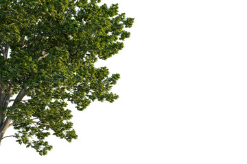 Juglans nigra tree corner view, cutout, transparent background, isolate, Lush green tree canopy on a sunny day