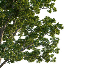 Juglans nigra tree corner view, cutout, transparent background, isolate, Lush green tree branches with vibrant leaves, perfect for nature scenes