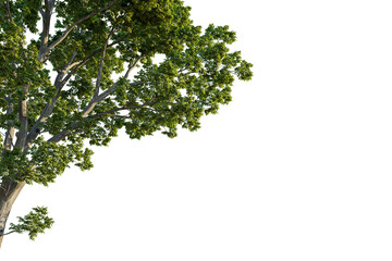 Juglans nigra tree corner view, cutout, transparent background, isolate, Lush green tree branches with detailed bark texture reaching outwards