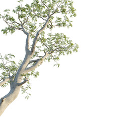 Fototapeta premium Moringa ovalifolia tree corner view, cutout, transparent background, isolate, Majestic tree branches reach skyward with lush green leaves