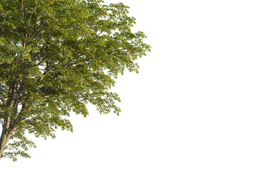 Ostrya virginiana tree corner view, cutout, transparent background, isolate, Lush green tree branches with vibrant leaves, perfect for nature scenes