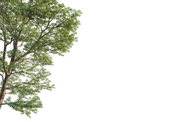 Populus maximowiczii tree corner view, cutout, transparent background, isolate, Vibrant green tree with detailed branches and lush foliage