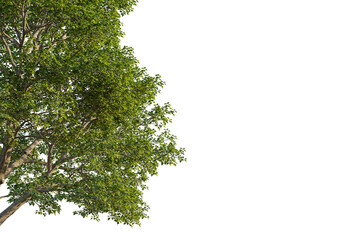 Populus maximowiczii tree corner view, cutout, transparent background, isolate, Vibrant green leafy tree branch detail with natural light filtering through