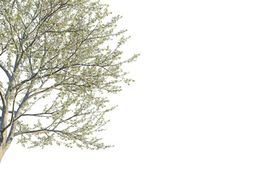 Prunus avium tree corner view, cutout, transparent background, isolate, Delicate white blossoms grace a blossoming tree branches in springtime
