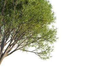 Salix fragilis tree corner view, cutout, transparent background, isolate, Vibrant green willow tree branches sway gently in the breeze