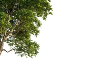 Ulmus lamellosa tree corner view, cutout, transparent background, isolate, Lush green tree branches with detailed leaves provide natural beauty for projects