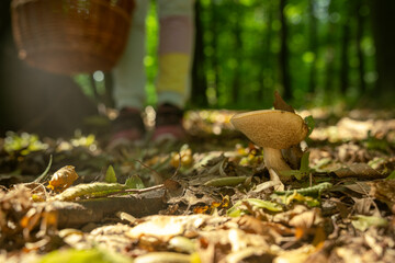 Edible bolete mushroom growing in a deciduous forest.
