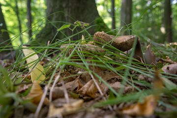 Edible bolete mushroom growing in a deciduous forest.
