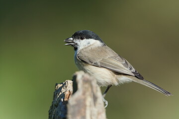 Marsh Tit (Poecile palustris) perched on old tree stump, with seed in the beak. Common bird species in the Czech Republic.