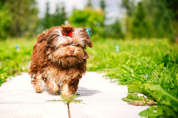 Fototapete bei efototapeten.de bestellen   