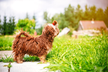 Fototapete bei efototapeten.de bestellen   