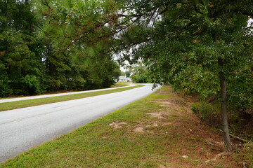 Obraz premium road in the forest