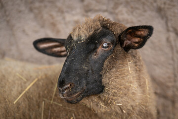 Close-up of a sheep’s head with white fleece and a black face.
