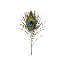 Obraz premium peacock feather on white background