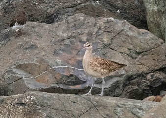 Whimbrel