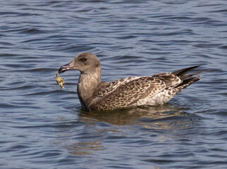 Sea gull with crab
