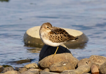 Sandpiper